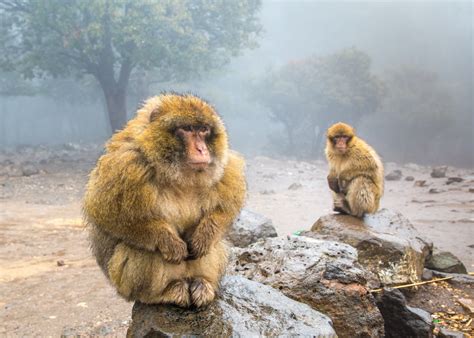 Barbary Macaque Monkeys In Morocco Jigsaw Puzzle In Animals Puzzles On
