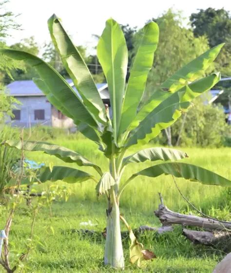 How To Transplant A Banana Tree Banana Trees Landscape Banana Plants