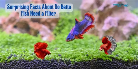 Surprising Facts About Do Betta Fish Need A Filter 2024