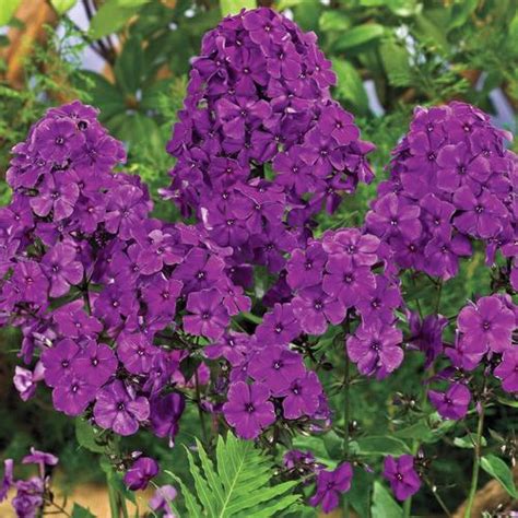 Spring Hill Nurseries 5 Pack 5 Pack In Bareroot Purple Flowering Nicky