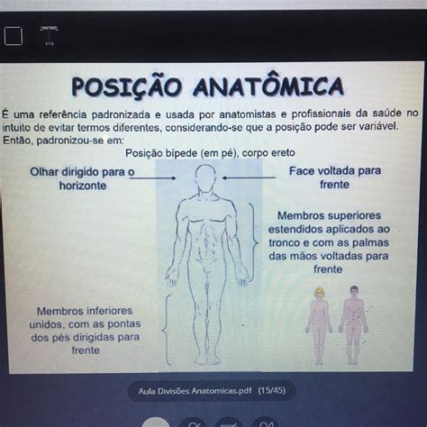 Posição Anatômica Estrutura E Função Humana