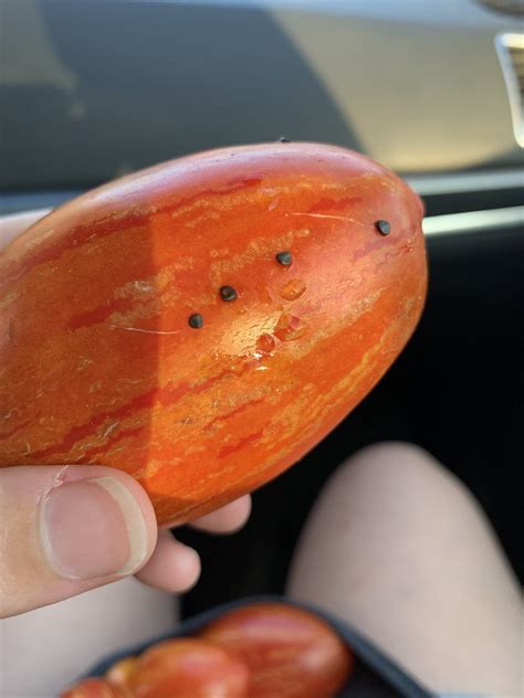 What Are These Black Dots On My Tomatoes Also Does Anyone Know What Variety Of Roma These Are