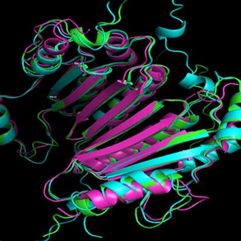 Structural Alignment Of Predicted D Structures Of P Proteins From