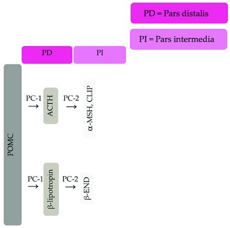 Simplified Processing Of Pomc In The Pars Distalis By Pc To Produce