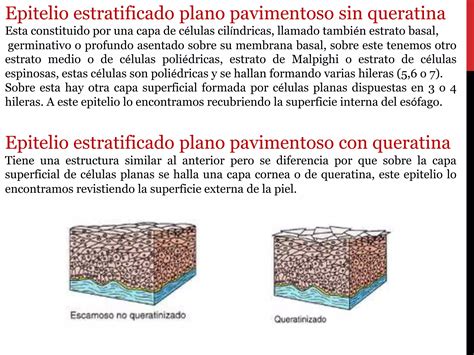 Tejido Epitelial Definicion Y Clasificacion Ppt Descarga Gratuita