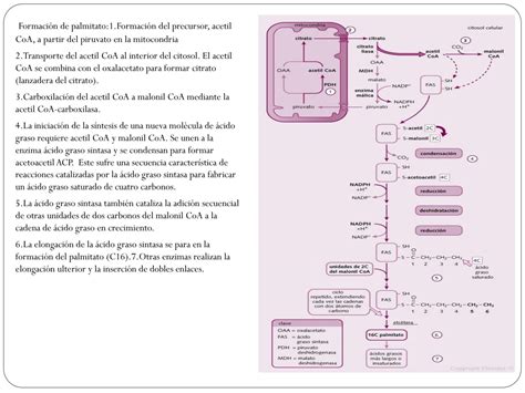 Solution Metabolismo De Lipidos Studypool