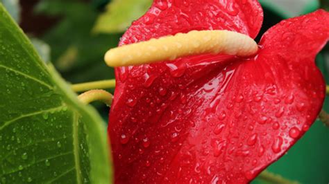 Descubre Las Plantas T Xicas Para Gatos Gu A Completa Con Fotos Todo