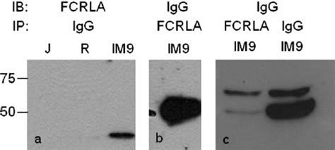 FCRLA Associates With IgM In Multiple Cell Lines Cell Lysates Were