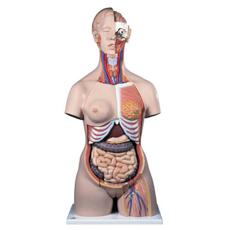 Deluxe Dual Sex Torso With Open Back Part NIMCO Inc