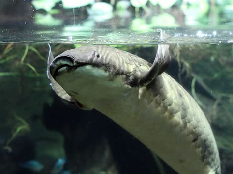 Рогозуб или баррамунда (лат. Neoceratodus forsteri)