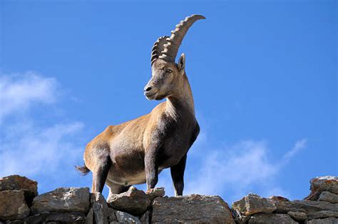 Ibex Pictures, Images and Stock Photos - iStock