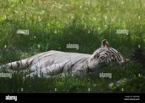 White Bengal Tiger Laying Down In The Grass Stock Photo Alamy