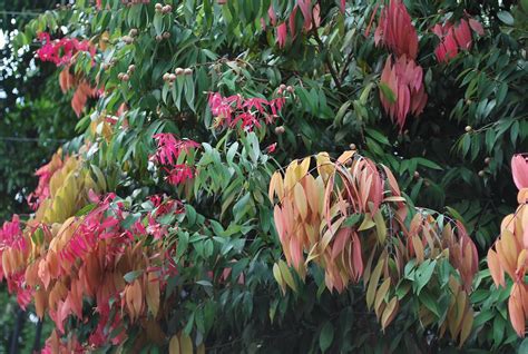 Na Tree Mesua Nagassarium Sri Lanka National Tree Flickr