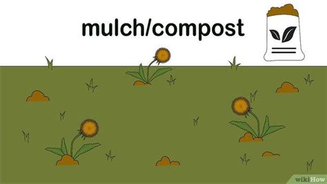 3 Ways To Get Rid Of Dandelions In A Lawn Get Rid Of Dandelions How