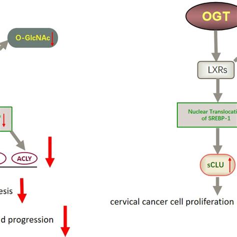 Schematic Representation Of Quercetin And Ogt Mediated Effects On Download Scientific Diagram