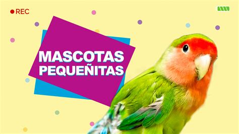 Ver Mascotas Pequeñitas Capítulo 1 Temporada 1 Por Vix