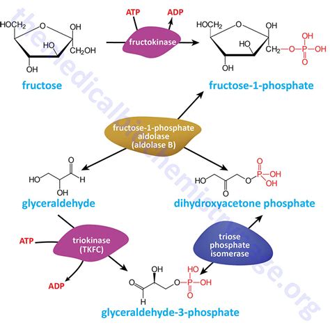 Fructose Metabolism - The Medical Biochemistry Page