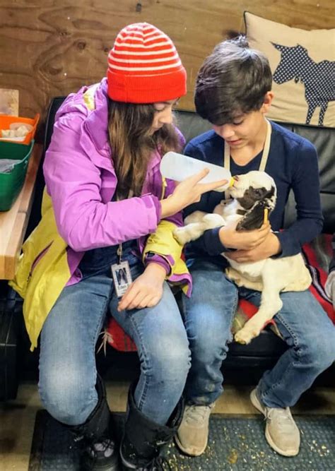 Bottle Feeding Baby Goats Mommy Travels