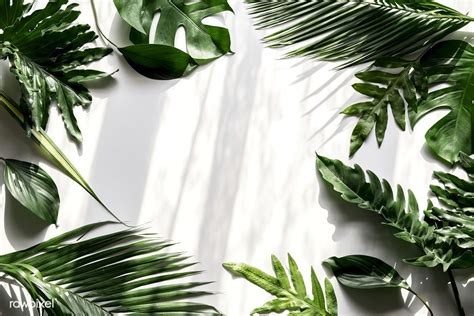 Tropical Green Leaves On White Background White Background Plant