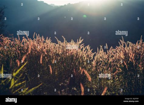 Beautiful Grass Flower Field And Light Of Sun Background And Texture