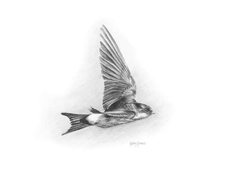 House Martin Mountedmatted Print Hand Drawn Pencil Sketch Etsy Uk