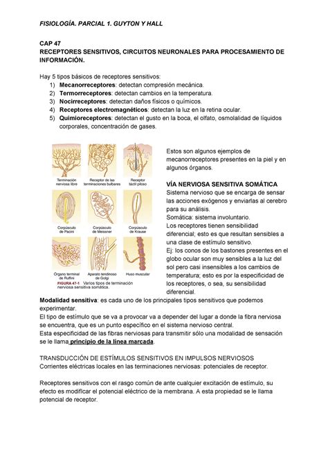 Fisio P Resumen Sobre Los Primeros Cap Tulos De Guyton Cap