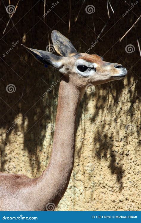 Gerenuk Stock Photo Image Of Neck Brown Posing Africa 19817626