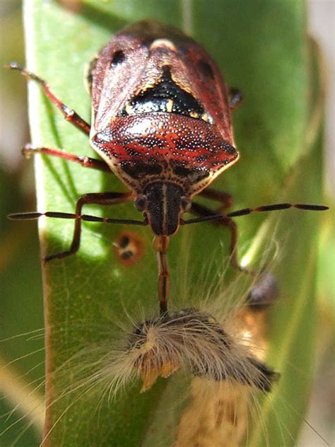 Cermatulus Nasalis Glossy Shield Bug Field Guide To The Insects Of