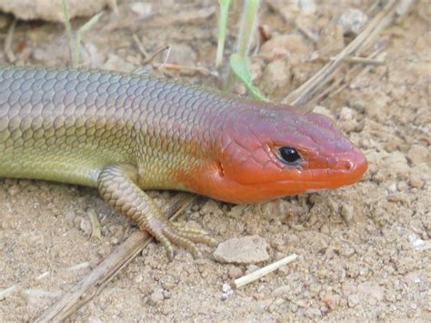 Gilbert S Skink From Tuolumne County CA USA On April 24 2023 At 04