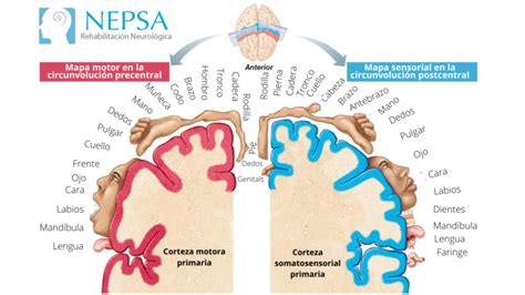 Triángulo De Sedillot Anatomía Y Función En El Cuello Y Cabeza