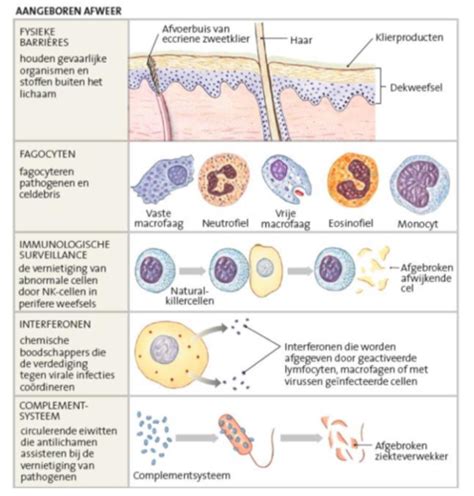 MB Immunologie Flashcards Quizlet