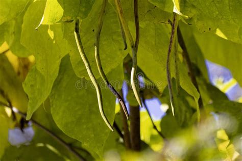 The Northern Catalpa Catalpa Speciosa Stock Photo Image Of