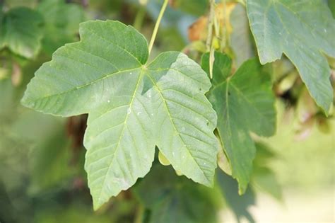 Gewone Esdoorn Acer Pseudoplatanus Kopen