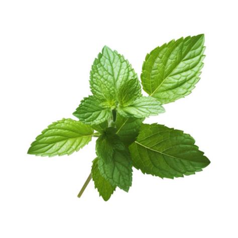 Menthe verte Caractéristiques Utilisations et Bienfaits