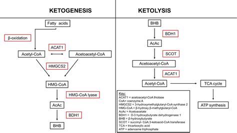 Ketone Body Metabolism And The Nlrp Inflammasome In Alzheimer S