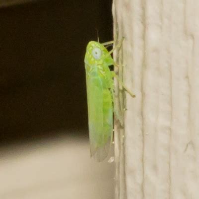 White Spotted Green Leafhopper Empoasca Fabae BugGuide Net