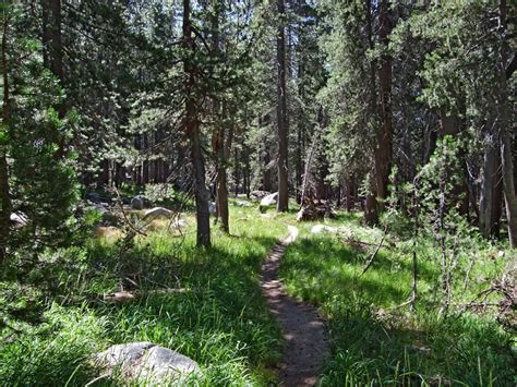 Woodland beside the creek: Murphy Creek Trail, Yosemite National Park ...