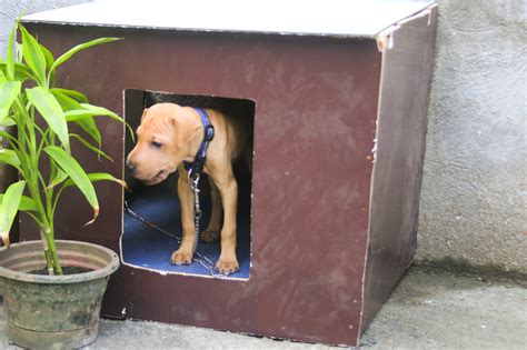 How To Build A Simple Dog House Step By Step At Shanita Matheny Blog