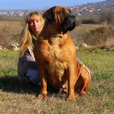 How Many Puppies Does A Boerboel Give Birth To