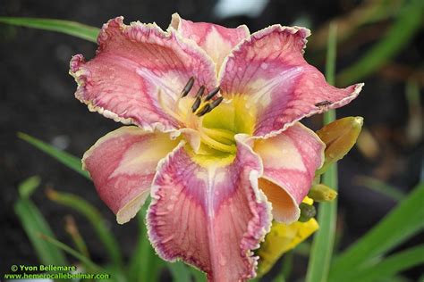 Daylily Hemerocallis Bird Talk In The Daylilies Database