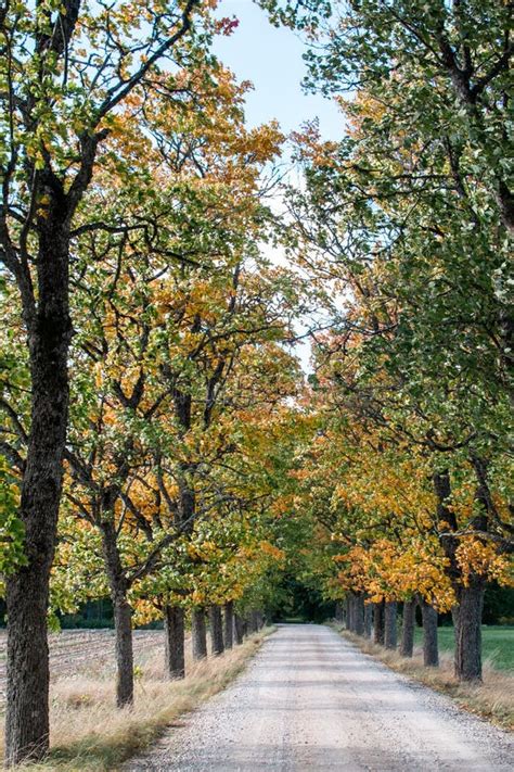 Simple Oak Trees Stock Photos Free Royalty Free Stock Photos