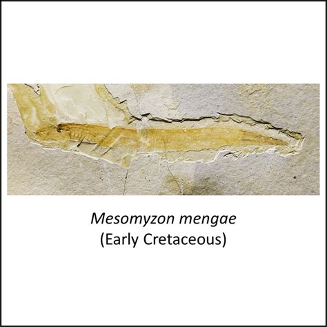 Lamprey stem group