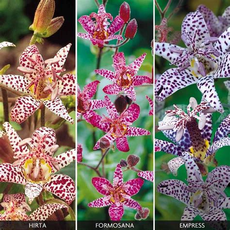 Tricyrtis Collection Tricyrtis Empress Exquisite Violet Spotted