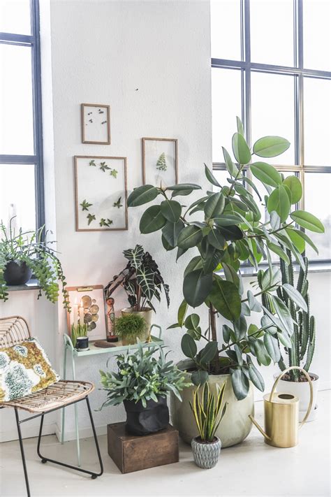 Personal Plant Altar The Joy Of Plants
