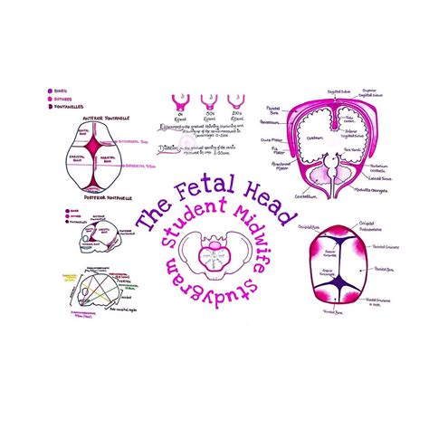 fetal head poster student midwife studygram