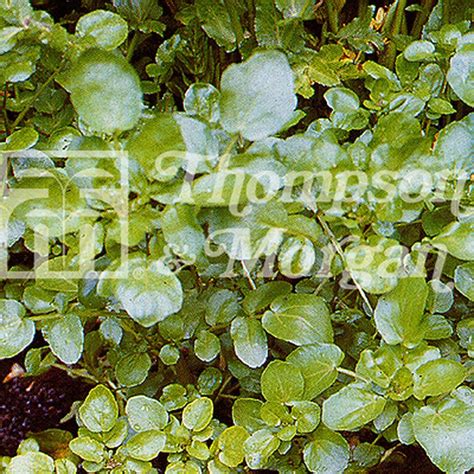 Cress Watercress Vegetable Seeds Arboretum Garden Centre