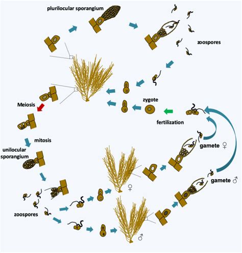 Ochrophyta Microbial Eukaryotes