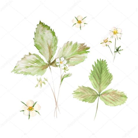 Acuarela Botánica Ilustración Boceto De Fresa Con Flores Y Hojas Verdes