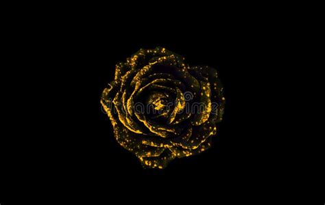 Golden Rose on Black Background. Stock Image - Image of nature ...