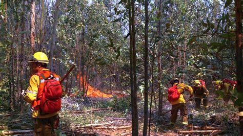 Traiguén Y Galvarino En Alerta Roja Por Incendio Forestal